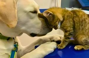 The Only Dog Breeds Cats Get Along With