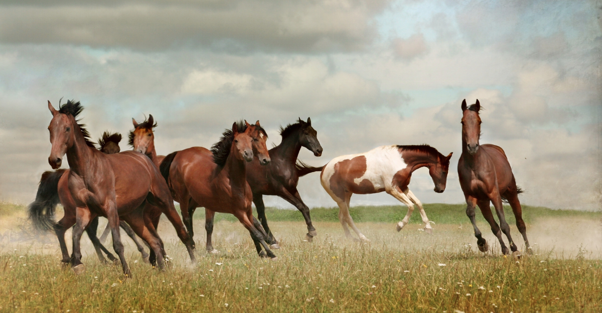 The 9 Fastest Horses of All Time, Ranked by Pure Speed | animalplanethq.com