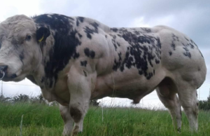 9 Animals That Didn’t Exist a Century Ago