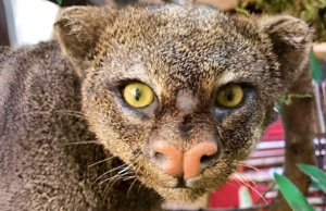 9 of the Weirdest Wild Cats on Earth