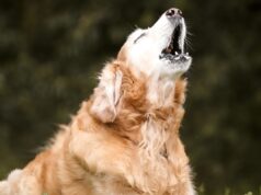 9 Bizarre Animal Behaviors That Happen Before Natural Disasters