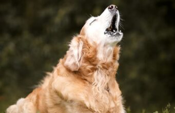 9 Bizarre Animal Behaviors That Happen Before Natural Disasters