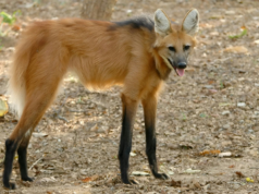 The 8 Rarest Wolf Subspecies in the World