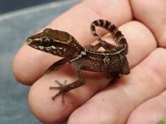 New Gecko Species Discovered – Why Did It Take So Long?