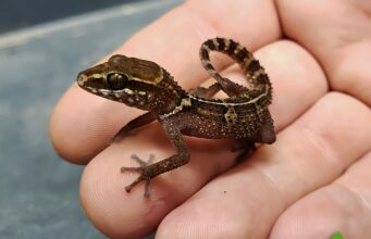 New Gecko Species Discovered – Why Did It Take So Long?