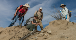 Endangered Species Captured Nesting in National Park for the First Time in Years