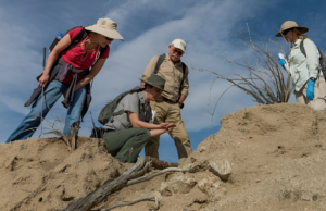 Endangered Species Captured Nesting in National Park for the First Time in Years