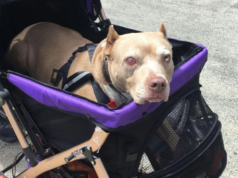 8 Modern Habits That Trigger Psychological Disorders In Dogs