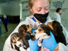 4,000 Beagles Rescued From Lab Testing by the Human World for Animals