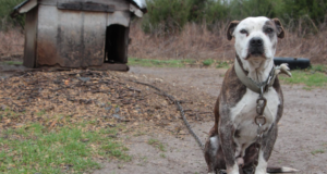 9 Essential Tips for Bringing an Outdoor Dog into Your Home