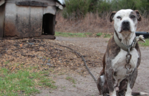 9 Essential Tips for Bringing an Outdoor Dog into Your Home