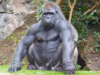 Could 100 Men Actually Defeat 1 Gorilla in a Fight