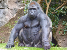 Could 100 Men Actually Defeat 1 Gorilla in a Fight
