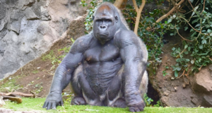 Could 100 Men Actually Defeat 1 Gorilla in a Fight