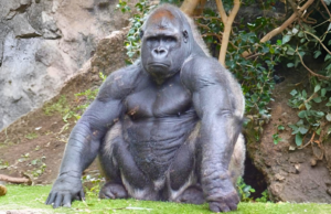 Could 100 Men Actually Defeat 1 Gorilla in a Fight