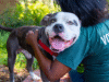 12 Powerful Ways To Rewire A Shelter Dog’s Outlook