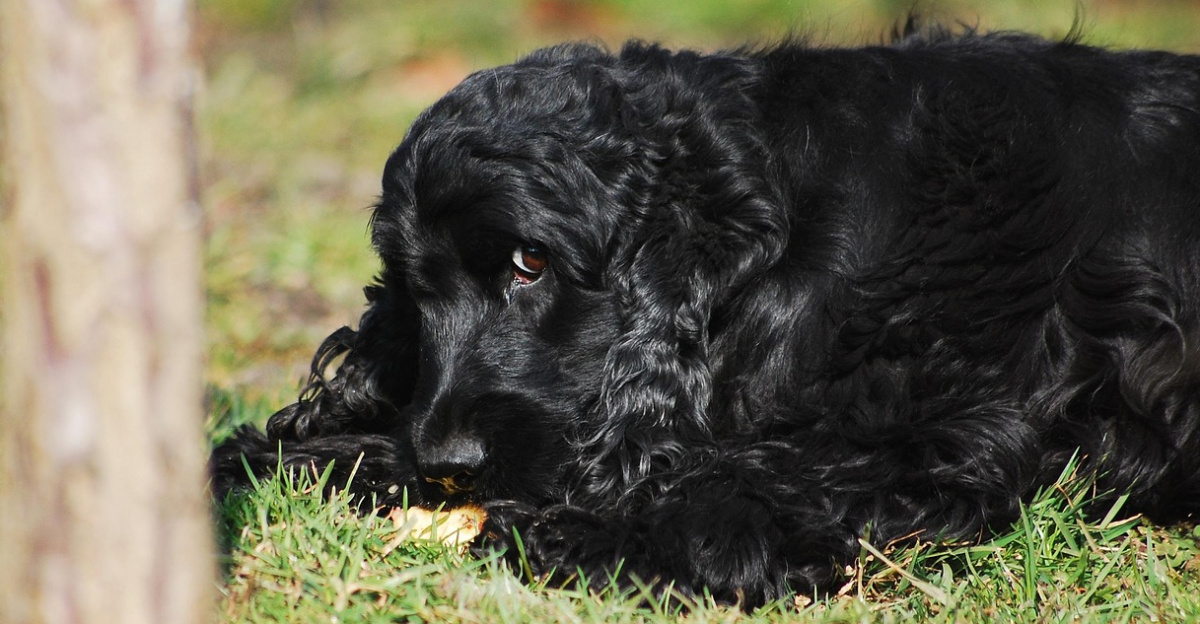 cocker spaniel english, cocker spaniel, coker, spaniel, black, dog, doggy, lies, resting, their, food, pet, sweet, freedom, outside, animal, mammal, nature, thoroughbred, look, man's friend
