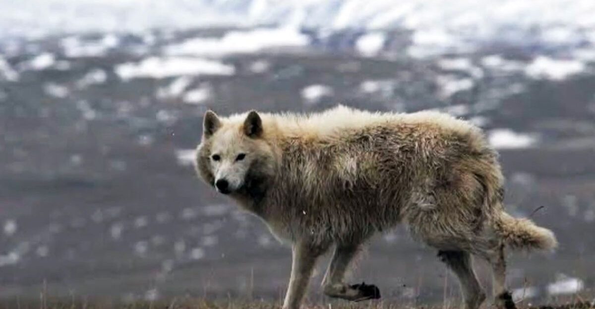 Baffin Island Wolf Canis lupus manningi - Anderson 1943 by Catherine vachon