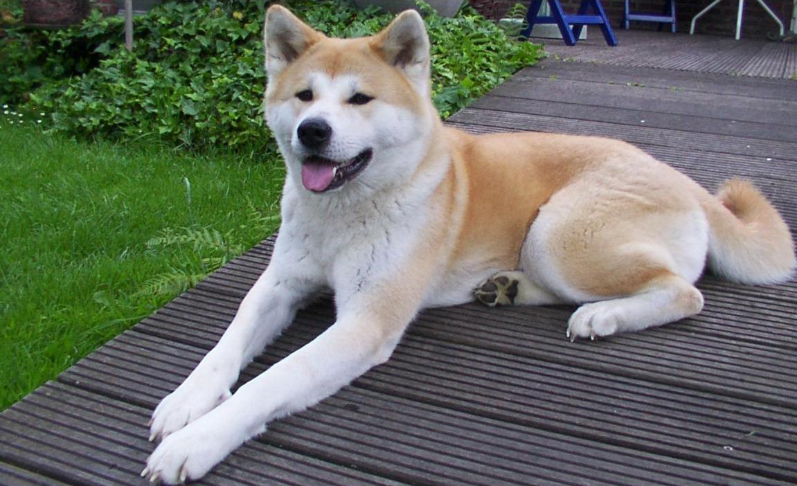 Japanese Akita-Inu