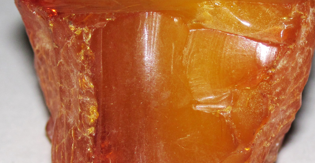 Amber (resinite) - raw amber from the Baltics.
<p>The three principal categories of fossils are: body fossils, trace fossils, and biogenic products.  Biogenic products are objects produced by ancient organisms.  Many paleontologists refer to these as trace fossils (= tracks, trails, burrows, borings, footprints, bitemarks, etc.).  Examples of fossil biogenic products include eggs, amber (fossilized tree sap), coprolites (fossilized feces), and spider silk.
</p><p>Fossilized tree sap, a.k.a. resin, is called amber.  Resin that has not been completely altered to amber is called copal (“subfossilized tree sap”).  The general term for such materials is resinite.
</p><p>Copal ranges in age from several years old to ~33,000 years old.  True amber ranges in age from a few million to hundreds of millions of years old - as far back as the Carboniferous.
</p><p>Amber and copal vary in color, but are typically a rich, light- to dark-golden brown.  Resinites are quite lightweight (but amber is more dense than copal), and show conchoidal fracture when broken.  Copal often is, and has been, passed off as true amber.
</p><p>Amber is valued as a gem material for its transparency and distinctive color.  Amber and copal are also valued for the frequent presence of fossil inclusions - typically insects.
</p>
<hr>
<p>Some references on amber & fossils in amber:
</p><p>Poinar, G. & R. Poinar.  1994.  The Quest for Life in Amber.  Reading, Massachusetts.  Addison-Wesley Publishing Company.  219 pp.
</p><p>Dahlström, A., L. Brost & J. Leijonhufvud.  1996.  The Amber Book.  Tuscon, Arizona.  Geoscience Press, Inc.  134 pp.
</p><p>Grimaldi, D.A.  1996.  Amber, Window to the Past.  New York.  American Museum of Natural History.  215 pp.
</p><p>Ross, A.  1998.  Amber.  London.  The Natural History Museum.  73 pp.
</p><p>Poinar, G.O. & R. Milki.  2001.  Lebanese Amber, the Oldest Insect Ecosystem in Fossilized Resin.  Corvallis, Oregon.  Oregon State University Press.  96 pp.
</p><p>Geirnaert, E.  2002.  L'Ambre, Miel de Fortune et Mémoire de Vie.  Monistrol-sur-Loire, France.  176 pp. [in French]
</p><p>Hong Youchong.  2002.  Amber Insects of China.  Beijing.  Beijing Scientific Publishing House.  653 pp.  48 pls. [in Chinese]
</p><p>Weitschat, W. & W. Wichard.  2002.  Atlas of Plants and Animals in Baltic Amber.  Munich.  Dr. Friedrich Pfeil.  256 pp. [excellent resource!  highly recommended!]
</p>
Selden, P. & J. Nudds.  2004.  Baltic amber.  pp. 131-141 in  Evolution of Fossil Ecosystems.  Chicago.  University of Chicago Press.