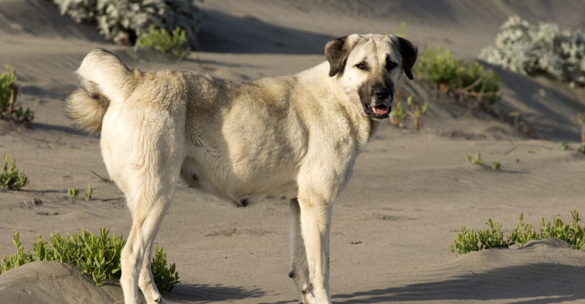 A female Anatolian Shepherd Dog in Tuzla Wild Life Development Area in Karata - Adana Turkey