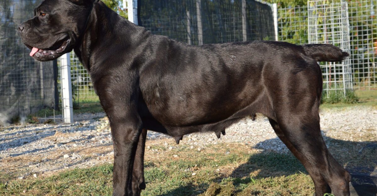 Anita Cane Corso Italiano allevato in Italia