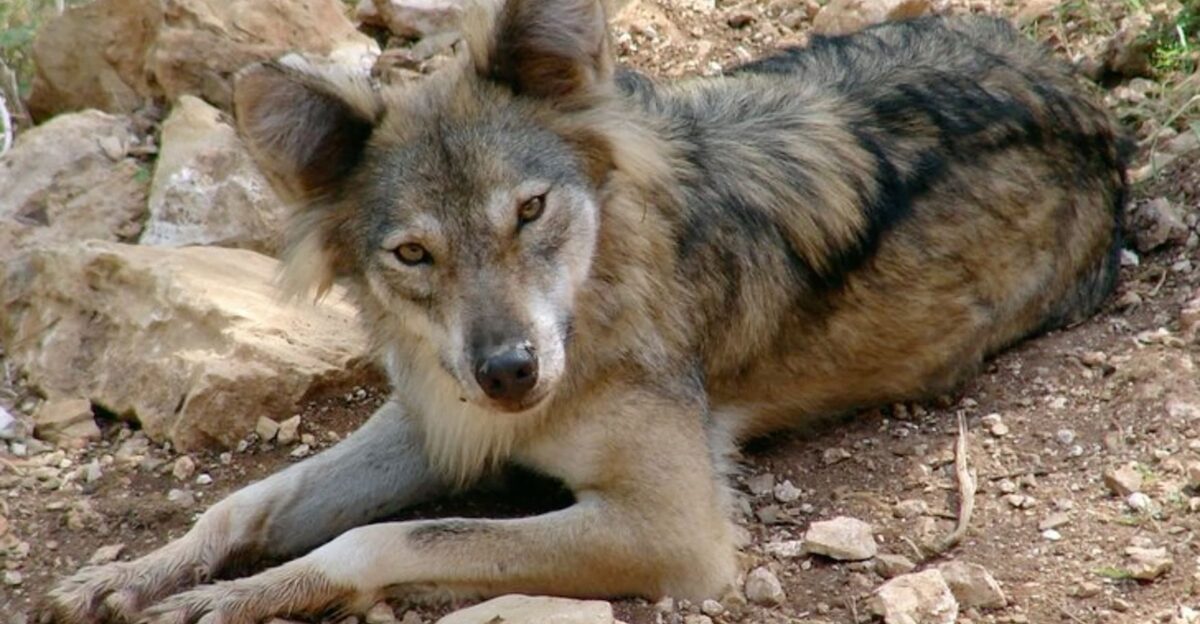 arabian wolf by Mr Pistacchio