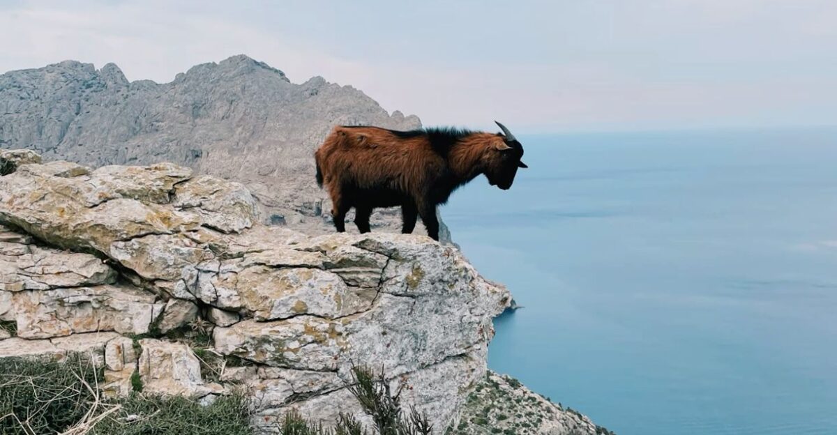 Discover Mallorca s nature - and wild animals by Saallya goes Travel Nature Mindset