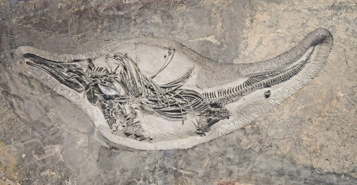 Barracudasauroides panxianensis Stage Anisian from 247 2 million years ago until 242 million years ago Size and weight 118x62x545 cm - 79 4 Kg