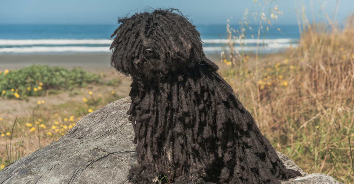 CH Prydain X-ceptional Sprite 3-year-old female puli pictured on the beach in Crescent City CA
