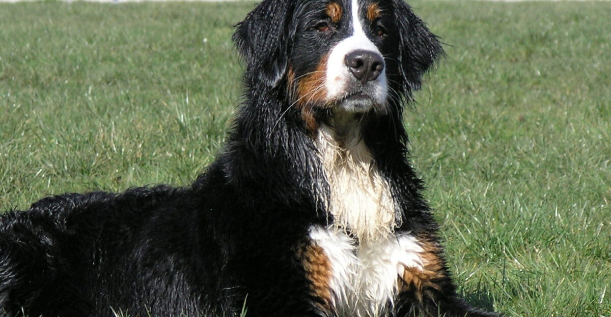 Bernese Mountain Dog