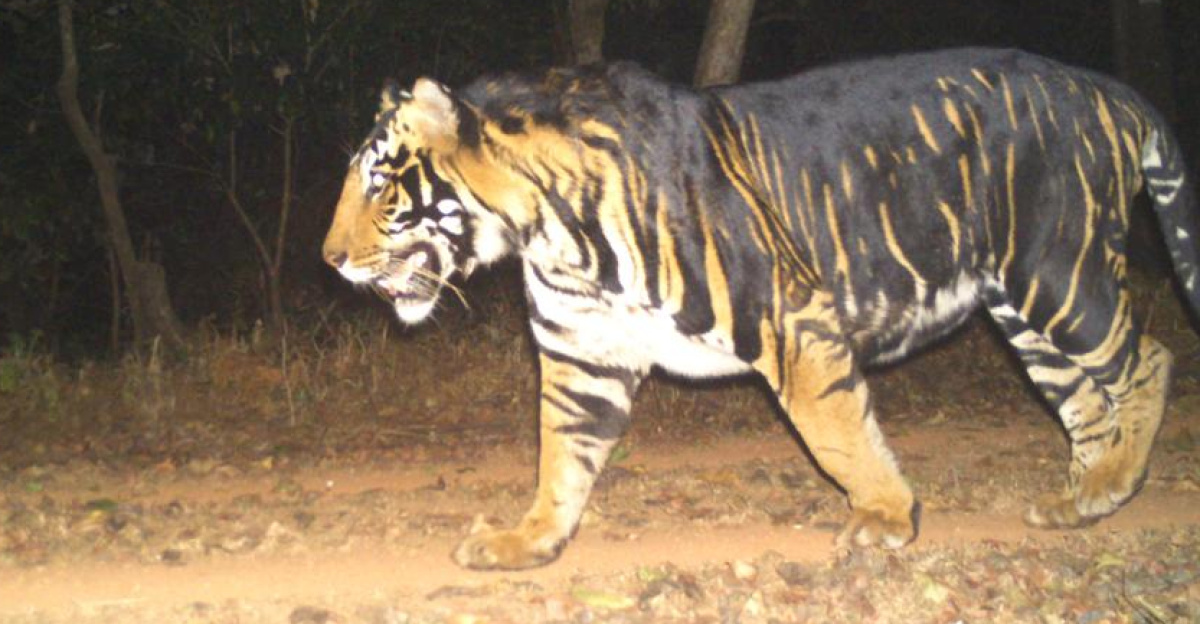 Tweet Text: 
Glad to announce that #Odisha is setting up an exclusive Melanistic Tiger Safari near Similipal Tiger Reserve in #Mayurbhanj. Tourists and visitors can now have a glimpse of the rare and majestic species found only in Odisha.