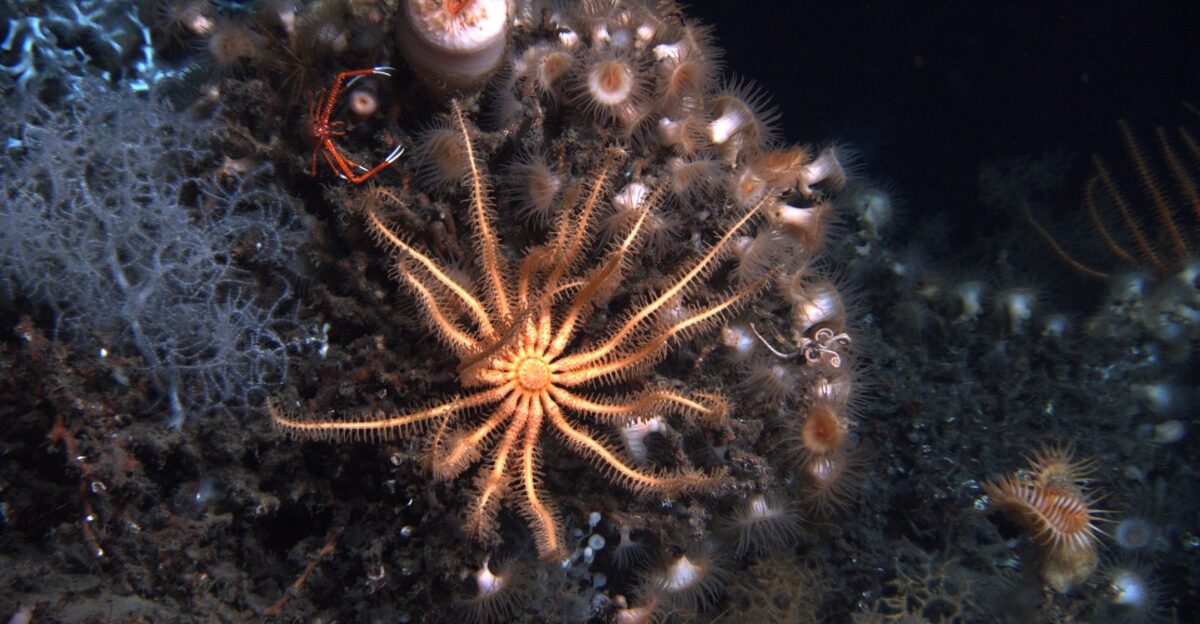 A large brisingid starfish Novodinia sp probably Novodinia antillensis dominates this view White lophelia coral many anemones and white black coral bushes Leiopathes glaberrima lollypop sponges and a large squat lobster with large chelipeds are seen Image ID expn1277 Voyage To Inner Space - Exploring the Seas With NOAA Collect Photo Date 2010 1024 230453 Credit Lophelia II 2010 Oil Seeps and Deep Reefs