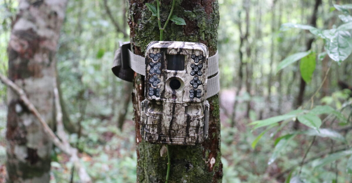 Camera Trap installation at Datai Bay