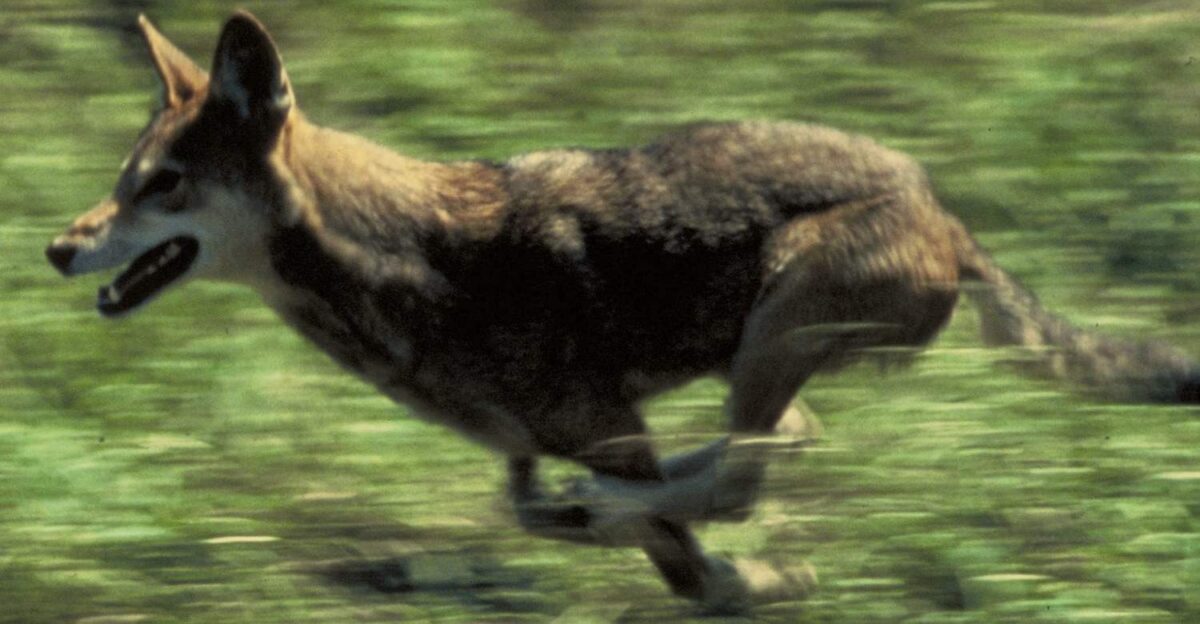 Red wolf running
