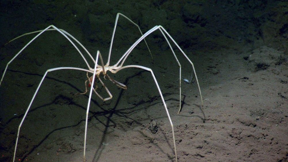 Sea spider by Feliks