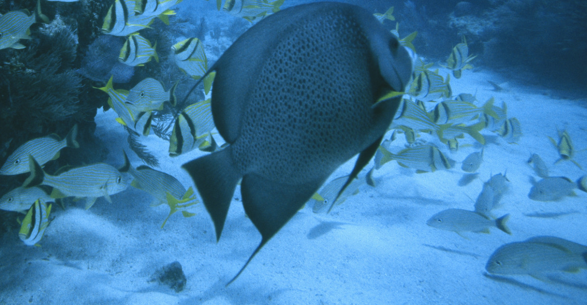 Marine Ecosystems