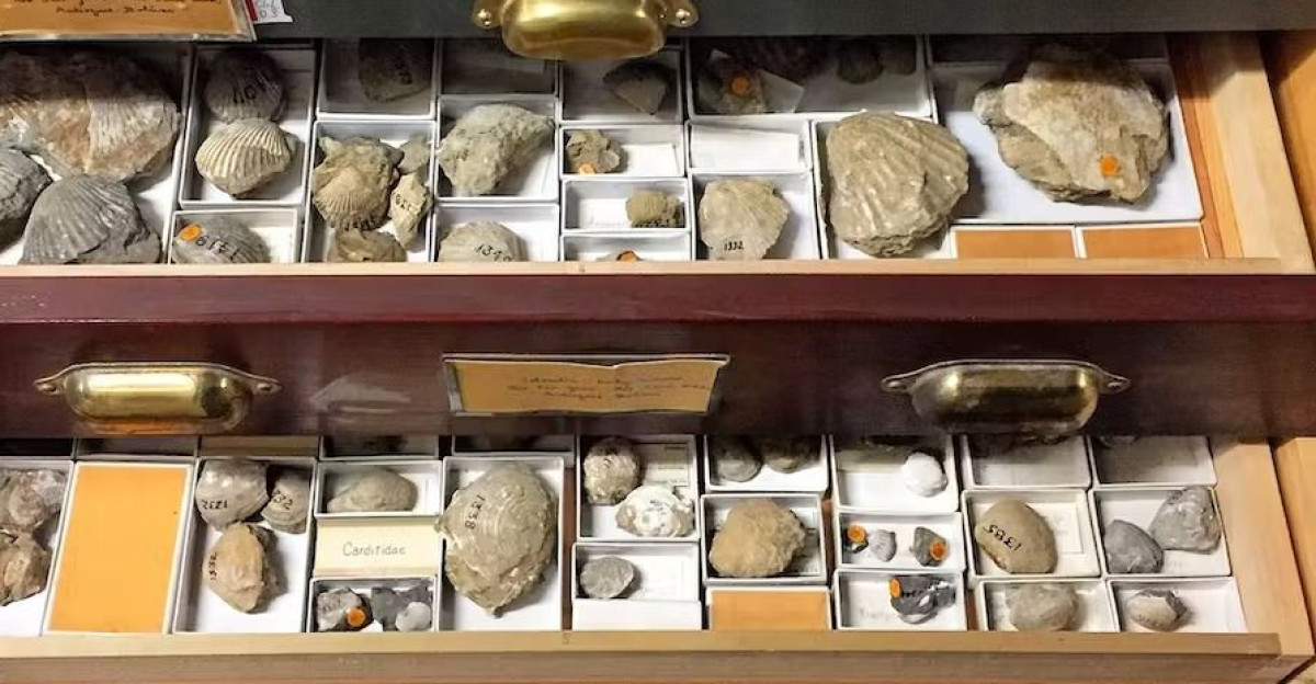 Digitizing the vast dark data in museum fossil collections by Hannah Rachel