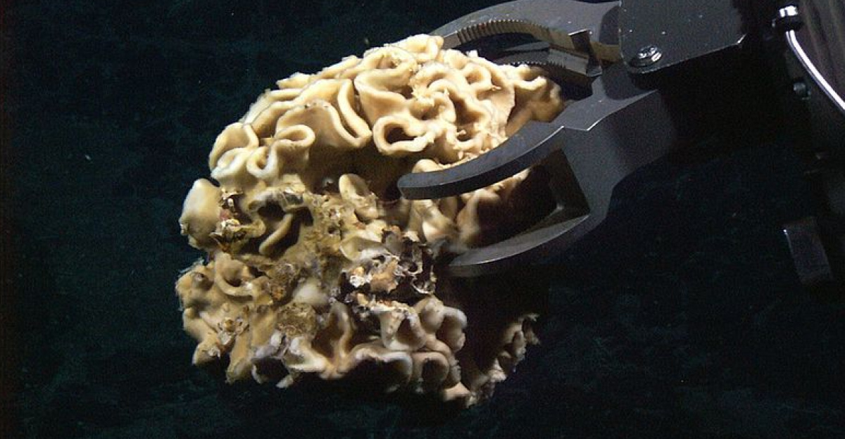 A large 20-cm wide Xenophyophore. Xenophyophores are single cell animals called protists. As benthic particulate feeders, xenophyophores normally sift through the sediments on the sea floor. and excrete a slimy substance; in locations with a dense population of xenophyophores, such as the bottom of trenches, their density may be as high as 2000 per 100 square meters. Atlantic Ocean, Mid-Atlantic Ridge. by Inbar