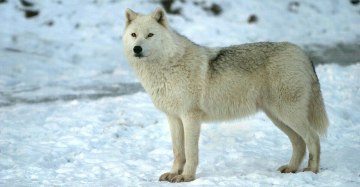 Greenland wolf by Kaylie Reed