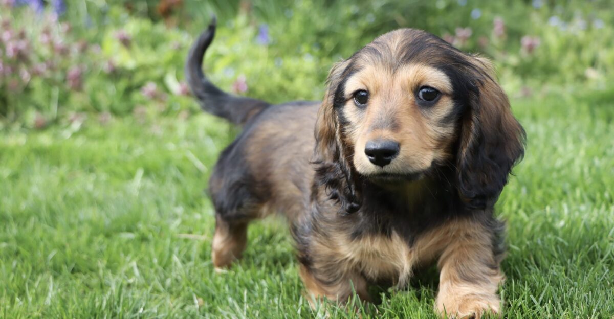 Dachshund breed insights care personality expert tips Lyka Blog