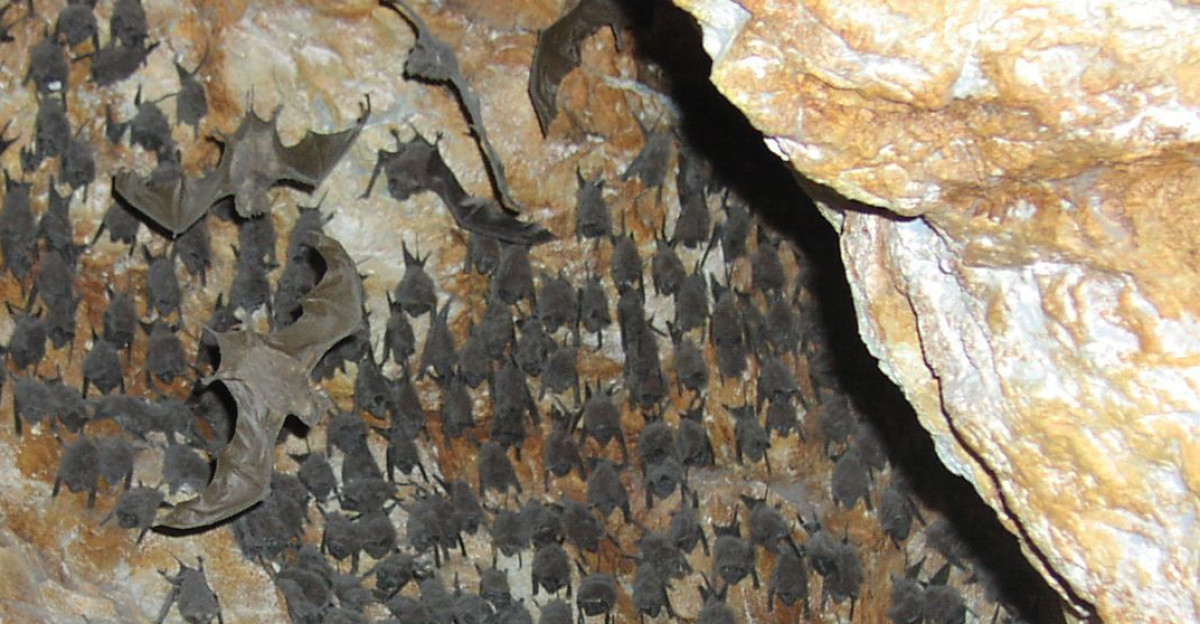 Bats hanging from cave ceiling by Jenny Blackburn