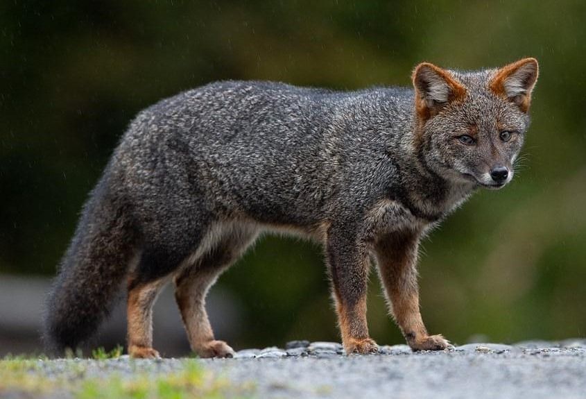 Renard de Darwin by Lucia Ruiz