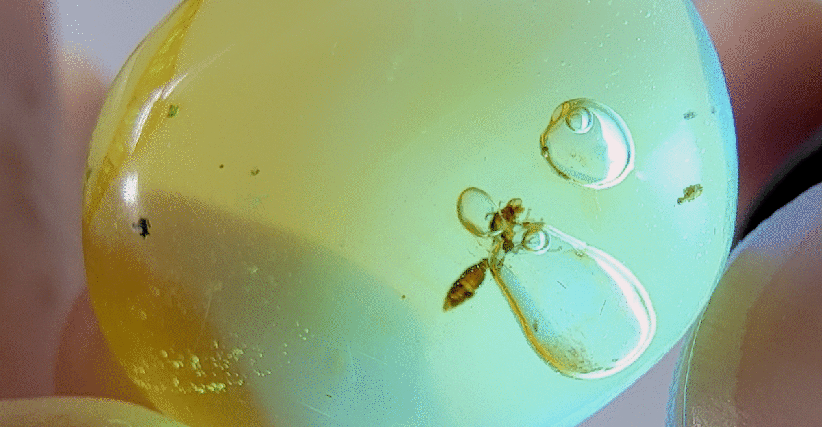 Fossilized wasp and enhydro bubbles preserved in Dominican amber from the Miocene epoch photographed by