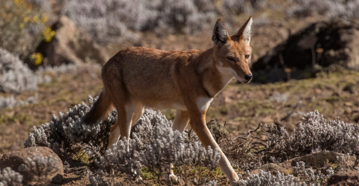 Ethiopian wolf Canis simensis citernii with Helichrysum citrispinum Sanetti Plateau Ethiopia