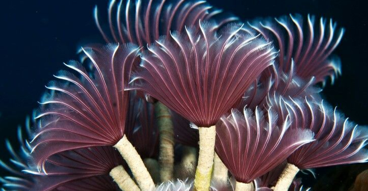 tube worms by Iolanda Casco