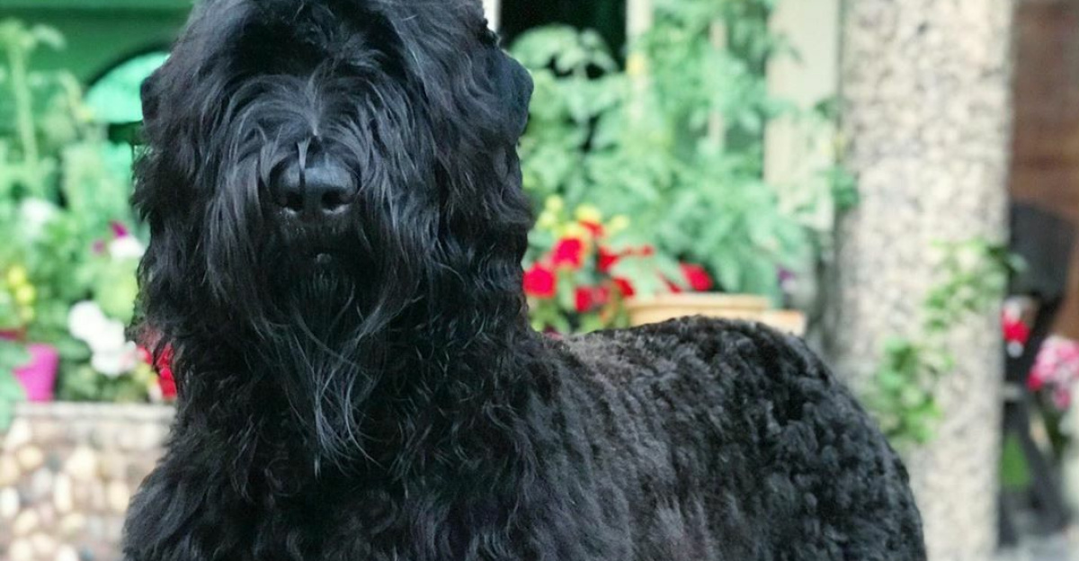 Alvarado BLACK RUSSIAN TERRIER
From #Bahrein IG @unleashed_geneticsbh by AndreiIHS