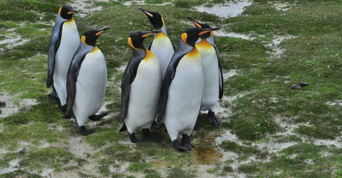 stanley falkland iceland