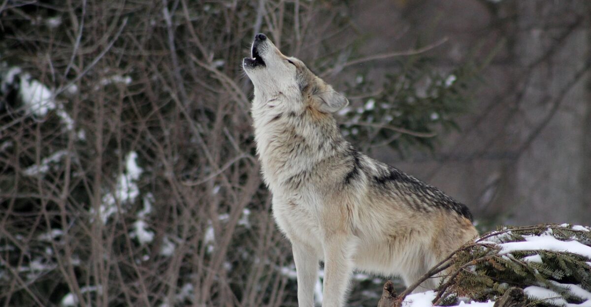 wolf howling animal wild nature wildlife snow winter snowy howl canine wild animal wilderness wildlife photography animal world wolf wolf wolf wolf wolf