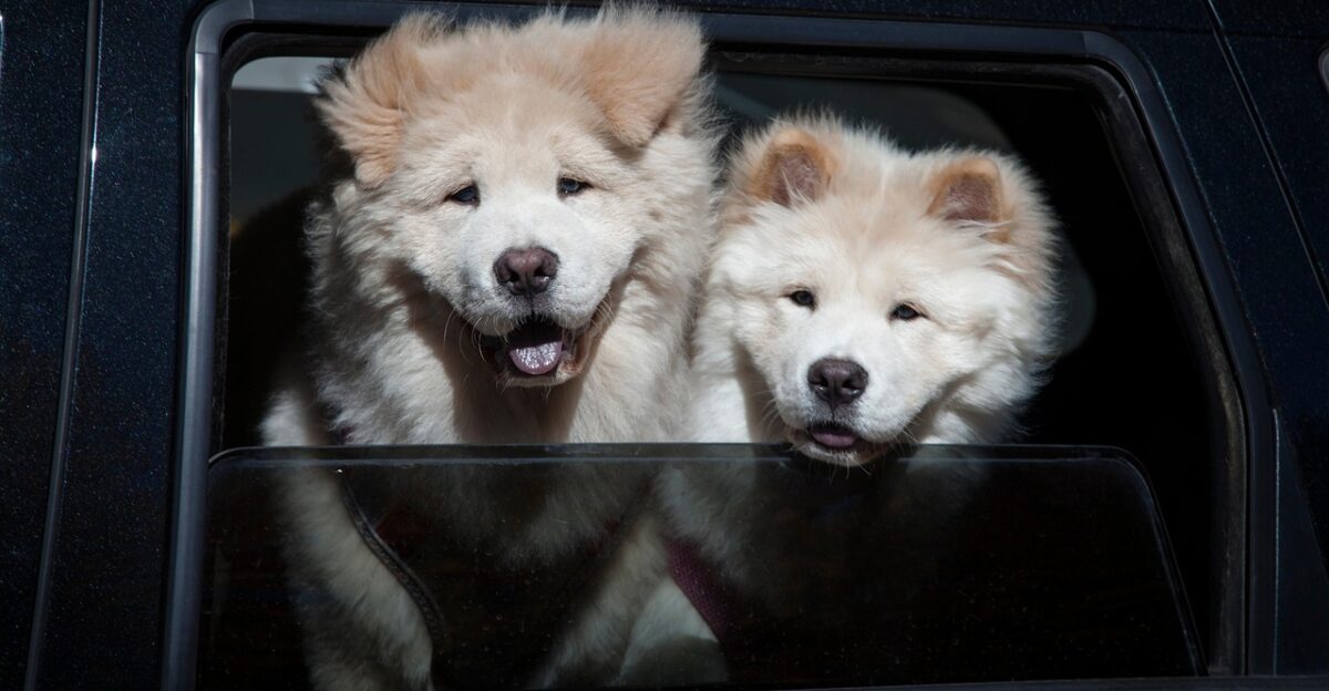 chow chow dogs pet canine animals fur snout chows nature mammals dog portrait animal world